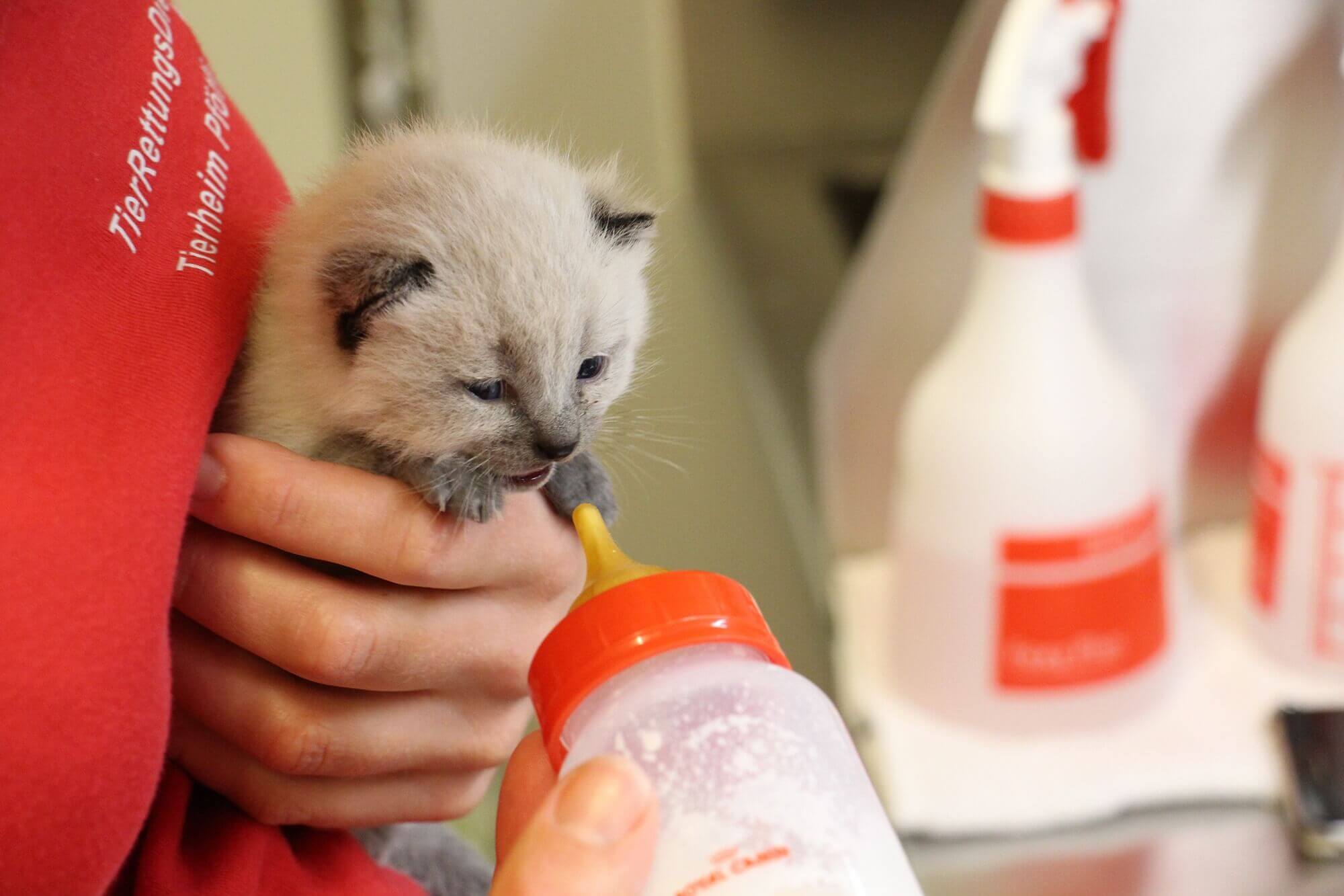 tierrettung-diverse/katze-aufpeppeln